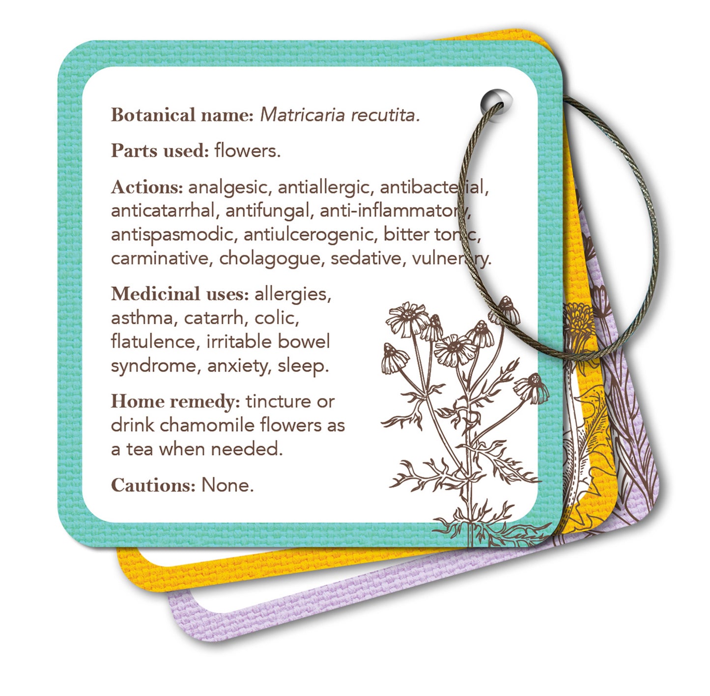 Apothecary Flashcards: A Pocket Reference for Herbs