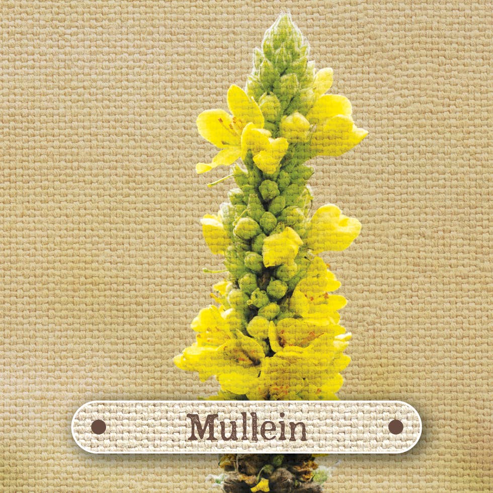 Apothecary Flashcards: A Pocket Reference for Herbs