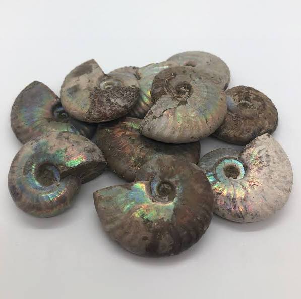 Opalized Ammonite