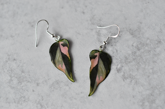 Pink Princess Philodendron Plant Earrings