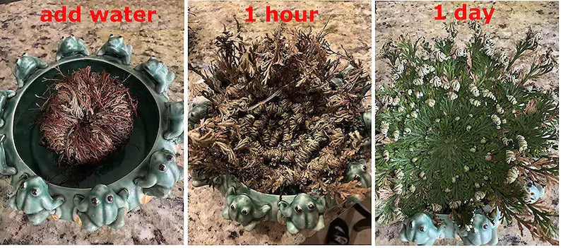 Rose Of Jericho