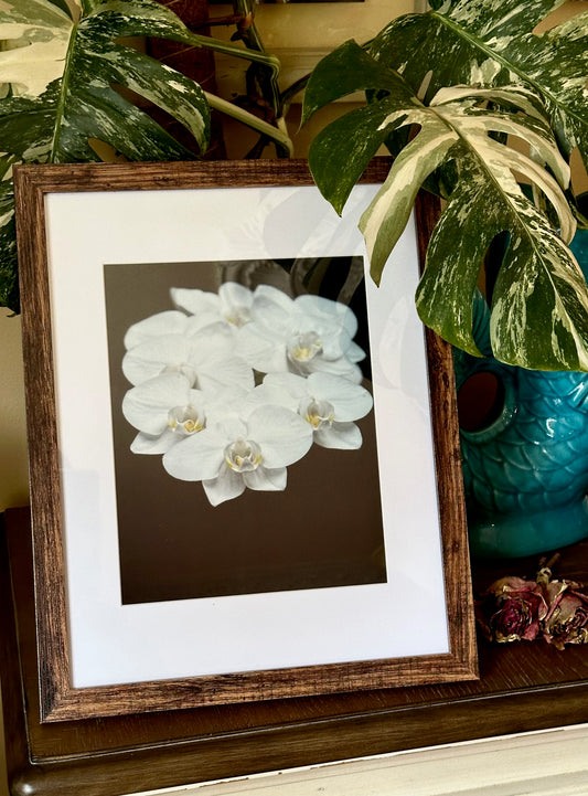 White Orchids Photograph