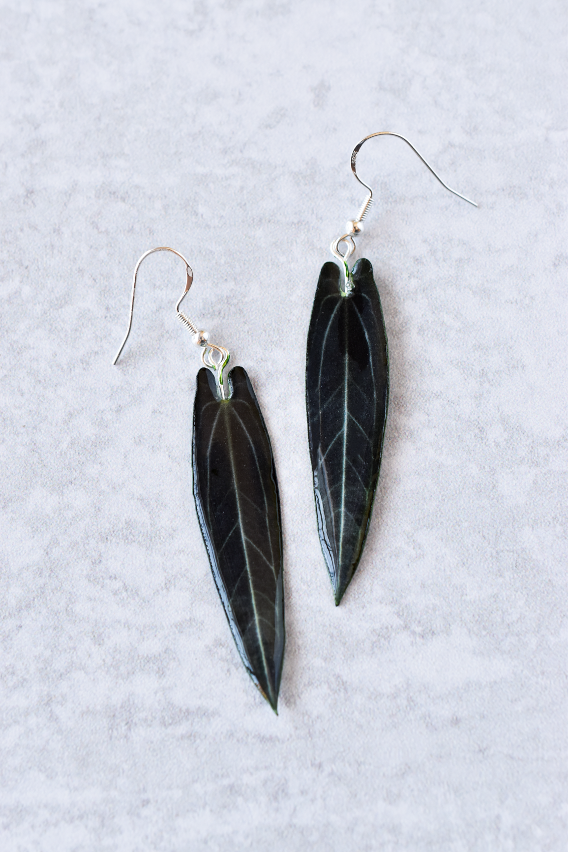 Warocqueanum Queen Dark Form Anthurium Plant Leaf Earrings