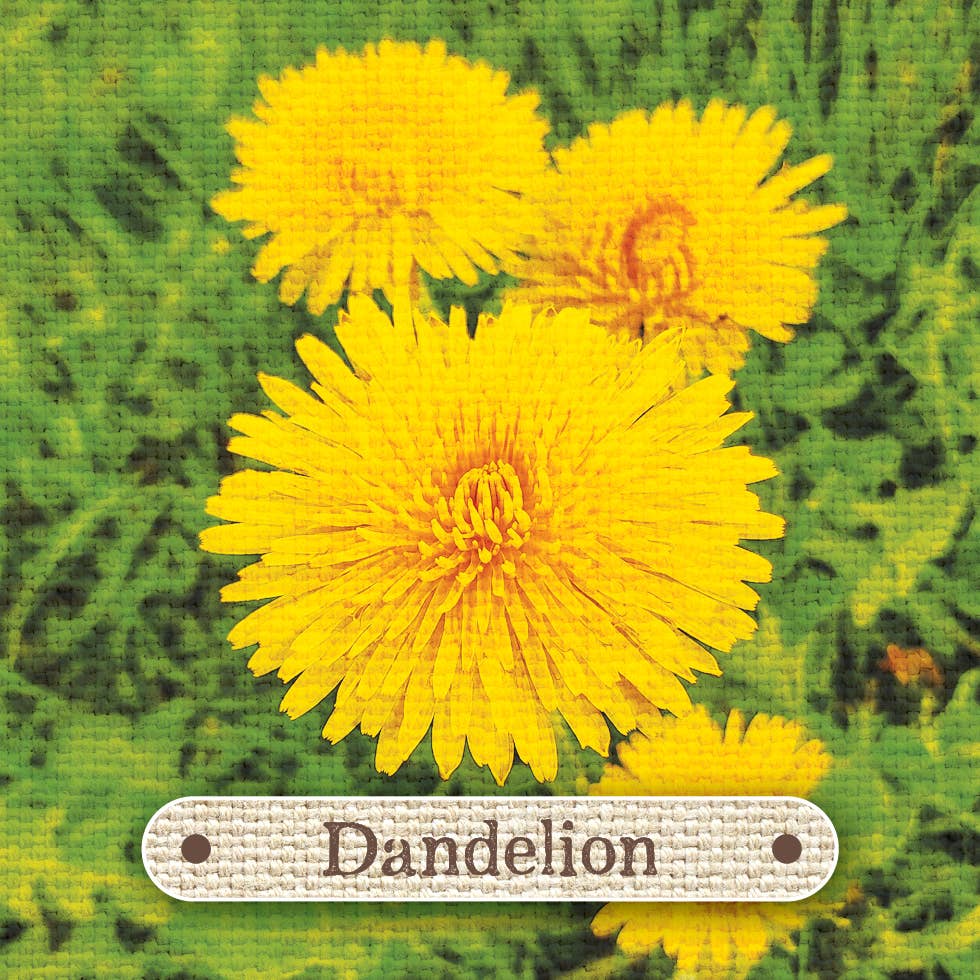 Apothecary Flashcards: A Pocket Reference for Herbs