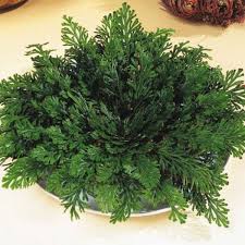 Rose Of Jericho